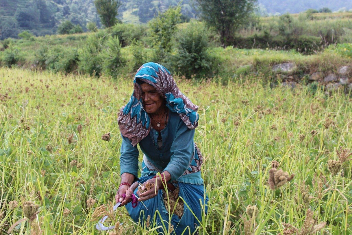 The Very First Project in Hand by Uttaranchal Organics in Uttarakhand.