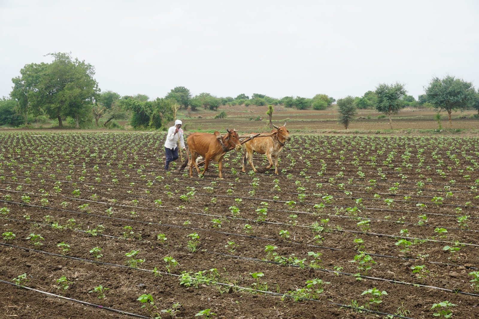 Marked footprint in Madhya Pradesh with Adoption & Certification in Sustainable Agriculture.