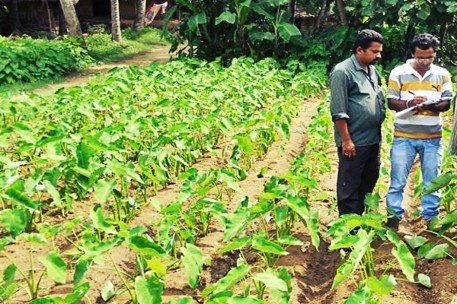 Marked footprint in Jammu & Kashmir with Organic Mission for Horticulture.